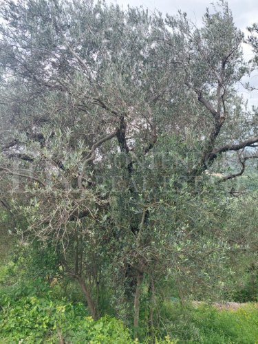 *Parcela za gradnju, 3.200m2, u Sutomoru-Haj Nehaju, sa građevinskom dozvolom, sa pogledom na more, u Crnoj Gori.